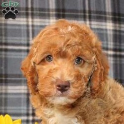 Goofy Moyen/Standard Poodle									Puppy/Male	/8 Weeks,Meet this super adorable AKC Moyen Poodle puppy who is started on potty training! This little cutie would make the perfect addition to a loving and responsible home seeking a well socialized Moyen Poodle! With an expected adult weight of 22lbs this little cutie will be a medium sized Poodle who is easy to take everywhere and not as fragile or framey as their Toy/Mini or Standard counterparts! 