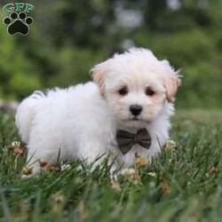 Maverick/Maltipoo									Puppy/Male	/7 Weeks,Maverick is the sweetest baby F1b Maltipoo around! With his expressive face and twinkling puppy dog eyes, he is used to getting his way:) This little sweetheart has us all wrapped around his little paw. A soft, silky coat and rambunctious personality are just a few of his winning qualities. Highly trainable, focused, and extremely adorable, the Maltipoo was built for family life. If you are looking for a dog that will keep up with the fast-paced and ever-changing schedule of a family with kids, this is the perfect match. We socialize our pups from the moment they are born so that they join new homes with a confident and adaptable demeanor!