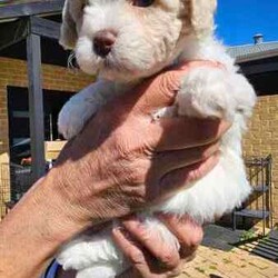 Adopt a dog:Stunning Schmoodle X Bichon Frise Puppies/Bichon Frise/Female/Younger Than Six Months,Shmoodle X Bichon FriseBorn 1/7/24 stunning markings in this litter of 5 girls and 2 boys.Mum is a Shmoodle (red markings on ears and body) and dad is a pure Bichon Frise (pure white).Hypoallergenic, non shedding puppies with red and fawn patches.Raised in a family home with dogs, cats and birds. Well socialised and handled, very playful and cuddly My best litter yet.Puppies have been wormed every 2 weeks, eating and drinking wellWill be microchipped, vet checked and have first vaccination when 8 weeks old. Currently 5 weeks old. Will come with a puppy pack (food, toys etc).Will only respond to text messages or phone calls. Thank you