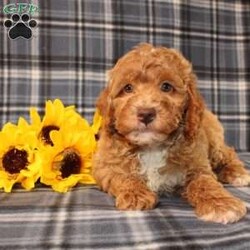 Goofy Moyen/Standard Poodle									Puppy/Male	/8 Weeks,Meet this super adorable AKC Moyen Poodle puppy who is started on potty training! This little cutie would make the perfect addition to a loving and responsible home seeking a well socialized Moyen Poodle! With an expected adult weight of 22lbs this little cutie will be a medium sized Poodle who is easy to take everywhere and not as fragile or framey as their Toy/Mini or Standard counterparts! 