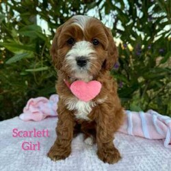 Adopt a dog:Sweet /Cavoodle/Both/Younger Than Six Months,We have 3 pretty girls and 1 handsome boy, looking for their forever homes, they have the most gorgeous coat and beautiful temperament. These sweethearts are READY NOW.These puppies are 1st Generation Cavoodle’s (Cavalier King Charles Spaniel x Mini Poodle). Puppies parents are both approximately 9kgs they are sweet natured family pets, DNA tested with Orivet.Our Puppies come✔️Vaccinated✔️Microchipped✔️Vet Checked✔️Wormed regularly✔️tick and flea treated with nexgard spectra6 weeks complimentary pet insurance and a blanket with mum scent to help settle i