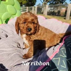 Adopt a dog:Cavoodle Puppies. 1st Gen Cavalier King Charles Spaniel X Mini Poodle/Cavoodle/Male/Younger Than Six Months,Ready for their new homes now!We have a beautiful litter of red and white male cavoodle puppies for sale. They will be ready for their new homes on the 26th July when they are 8 weeks old. They are vibrant healthy pups who have all had a vet health check, 1st vaccination and have been microchipped.Mum is a purebred Cavalier King Charles Spaniel and Dad is a purebred red Minature Poodle making these puppies the sought after 1st Generation cross. Both mum and dad have a very kind and gentle nature and are loved members of the family. They have both been DNA tested from Orivet.Our cavoodles make great family pets and have been carefully and lovingly raised to ensure they have the best possible start to life. They all come with a puppy pack to get them started in their new home.Pink Ribbon Male $1500Purple Ribbon Male SOLDRed Ribbon Male SOLDBlue Ribbon Male SOLDNo ribbon Male $1500Price is negotiable for the right home.Please feel free to contact Rebecca on ******** 798 or Simon on ******** 519 or send a gumtree message for more information or to arrange a viewing at our home. Free delivery to Brisbane, Gold Coast and Sunshine Coast can be arranged. Interstate enquiries welcome. REVEAL_DETAILS RBPA 8418