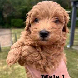Poodle X Japanese spitz/Poodle (Toy)/Both/Younger Than Six Months,Gorgeous litter of Japoodle puppies up for sale!2 X Male & 2 FemalesDate of birth: 23/6/24Ready for forever home from the 8/9/24✔️Vet Check✔️Microchip✔️Wormed✔️Vaccinated✔️Parents DNA testedNon-shedding / hypoallergenic.Family friendly, great companion dog.Mother: Poodle X Japanese Spitz (party black/ white - 5kg)Father: Toy Poodle (red - 3.7kg)