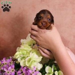 Tiffany/Dachshund									Puppy/Female	/9 Weeks,If you have any questions or would like to make a deposit to place this puppy on hold, give us a call.  