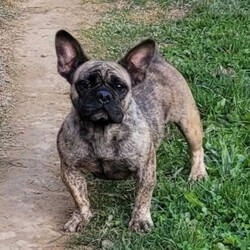 Taffy/French Bulldog Mix									Puppy/Female	/8 Weeks,Taffy is a very sweet and friendly puppy. She is well socialized with children and is very playful.  She has some bulldog  wrinkles.  Her mom is a French puggle and dad is a French Bulldog.  Her adult  weight  will be approx 25 to 30 #. Please  contact us to make sweet  Taffy your very own puppy!