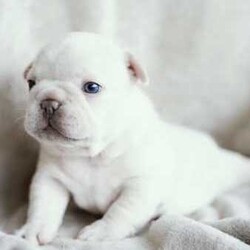 Adopt a dog:French Bulldogs - Blue Tan, Blue Cream, Blue Fawn/French Bulldog/Both/Younger Than Six Months,Purebred French BulldogsThe time has come to start looking for our babies forever home