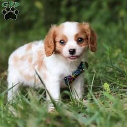 Comet/Cavalier King Charles Spaniel									Puppy/Male	/9 Weeks,Comet is the definition of “pawsitively” delightful! He has the cutest little face of a AKC Cavalier King Charles Spaniel, always ready to brighten your day with his playful antics. This little guy is incredibly affectionate and loves snuggles, making the perfect cuddle buddy. With bright eyes that seem to sparkle with mischief and warmth, he is always ready to embark on a new adventure or curl up by your side for a relaxing afternoon nap. Whether he’s impressing you with his quick learning abilities during training sessions or showering you with licks and tail wags, his joyful spirit and gentle demeanor make him an irresistible addition to any loving home. His friendly nature, boundless energy and little sparks of spunk will keep you entertained, and his endearing loyalty will warm your heart.