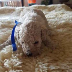 Toy Poodle/Poodle (Toy)/Female/Younger Than Six Months,Hey Guys,*We have these gorgeous pure bred Toy Poodles available and ready to go to their fur ever homes from Friday 30th August 2024, when they are 8 weeks of age. Below you will find their colors and next to that will be details about each puppy available.*Our Toy Poodles are very loyal, affectionate, intelligent and a low to non-shedding Breed. They are raised in our home and are socialized with our farming animals. They are also socialized with many other things and with adults of all needs and little humans such as our grandkids, so they know the sounds of little pitter patters, around our home.ABOUT THE PARENTS:Our Toy poodles have pure bred parents and both parents are DNA checked for medical diseases and cleared.-mum is a black with some parti white color toy poodle.-Dad is a light-colored apricot toy poodle.Both have amazing, friendly temperaments.WHAT COMES WITH OUR FURBABIES?-Puppy pamper kit which consists of. (comfort bed or pet carrier, Twin bowl, collar, Teething ring, Grooming mitt, harness and lead, Toothbrush)-Bag of treats-food recipe-Birth certificate-A professional breeder's information package-Socialization certificate & progress nots. (All our puppies are put through a socialization course and its recorded-on paper.)- Up to date vaccinations, Microchipping (TBA)-Up to date worming, flea, tick, and heart worm treatment (this is age based)-visit to our vet to ensure they leave us in perfect health.-Details about your puppies needs, including diet, exercise, worming and vaccinations.DELIVERY OR PICKUP:-We offer free delivery up to 2 hrs. from our home.-We can arrange delivery by road through dog movers at buyer's expense.-You are more than welcome to pick your puppy up from our home in Oberon, where you can meet the parents.-We can deliver to your home address though we do charge extra, and costing depends on where you live.*If you chose to purchase a puppy from us here at Exclusive Puppies, you would have the assurance you are buying a puppy from vet audited premises, not a puppy farm. Also, a breed that conforms with Breeder's code of practice.-Exclusive Puppies is a registered business (ABN can be produced when asked for)-Exclusive Puppies is a registered with NSW Pet Registry BIN: B000624151-Responsible Pet Breeder's Association: RPBA NO: 3327PUPPIES AVAILABLE AND THEIR COLORS BELOWBlack Ribbon: Male Apricot $1200 AVAILABLEBlue Ribbon: Male Light-Apricot $1200 AVAILABLENo Ribbon: Male Apricot/white $1200 AVAILABLENo Ribbon: Female Black with white under neck $1500 AVAILABLEIf you wish to purchase or want to know how to secure 1 of our puppies, then please do not hesitate to call Teena on ******2059 and make sure you quote the ribbon color of the puppy you are interested in, and I can tell you all about that puppy's personality. their nature and about the parents. REVEAL_DETAILS REVIEWSYou can read our reviews on our website or our Facebook page with past and present customers chatting away. Plus, view photos of past and presents litters or Individual puppies grown up. If you do purchase 1 of our puppies you can view them on our Facebook page weekly and watch them grow till, they leave our home.Thank you for viewing our add, we look forward to chatting with you.Kind regardsTeenaExclusive Puppies.