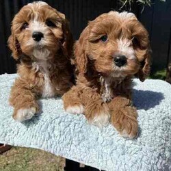Adopt a dog:Cavoodle Puppies 1st Gen Cavalier King Charles Spaniel x Mini Poodle/Cavoodle/Both/Younger Than Six Months,We have red & white Cavoodle Puppies 1st generation, Mum is a purebred Blenheim Cavalier and Dad is a purebred red mini Poodle, both very nice natures, kind & gentle & well socialised. Both parents DNA tested.Puppies will be Vet checked, Vaccinated (first one), Microchipped & Wormed.Puppies will be ready for their new homes on 1st August when they will be 8 weeks old.Males $1500Enquires message, phone or text *******8912 or *******5160 REVEAL_DETAILS Interstate Enquires welcome.Visit our Facebook pagehttps://www.facebook.com/cavoodles.n.spoodles.qld?mibextid=LQQJ4dThe puppies are first generation/F1, out of Purebred parents. This is important because it optimises the health of the dog in terms of hybrid vigour. The first generation/F1 also increases the consistency of the litter & what can be expected of the nature & temperament of the puppies.In the first 8 weeks, the puppies are socialised with children, other adults, & other (fully vaccinated) dogs. Toilet training is commenced, enrichment activities are provided, & they are exposed to family life.Puppies will come with a puppy pack, including:2 kg bag of Advance puppy biscuitsScented toy & blanketHealth certificateDetailed instructions on caring for your puppyWe offer a 5 day health guarantee & cooling off period, & a 3 year genetic health guarantee.BIN0004394324715RPBA206