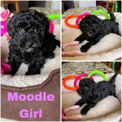 Adopt a dog:Moodle Puppies DNA Clear, Companion, Therapy or Family Dogs/Poodle (Toy)/Both/Younger Than Six Months,*Small Toy Size*Happy and Playful*Gentle and Loving*Great with Children and other pets*Moodles are a Family favourite.*Perfect for Therapy or Support roles* Intelligent and willing to pleaseSuper Cute fluffy "Teady Bear" Moodles2nd Generation, Mum is Toy Poodle and Dad is a tiny Toy Moodle.Both parents are small weighing just 3 -4kgs.1 Black Boy with white chest & chin $15001 Cream Boy as cute as can be! $18001 Black Girl with tiny white chin $18001 Black Girl with white chest & chin $1800Our puppies are raised with love and cuddles and all the activity of a happy home.Puppies Breezed through their health checks, they are wormed, microchipped and VaccinatedPlease be sure you are ready for a puppy BEFORE YOU ENQUIRE, home and yard suitable and you have discussed with family OR LANDLORD first.We are in Queensland near Ipswich if you would like to meet and collect your Puppy, delivery or transport can also be arranged if you are not local to Brisbane / Ipswich.Full Breeders support and information provided.Puppies come with a Puppy Welcome Pack including sample of food, treats, Vaccination record, a favorite toy etc.Available from 17/08/24Sandy ******4416 REVEAL_DETAILS Registered Queensland BreederBIN 0004082092852