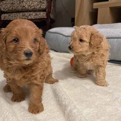 Poodle X Japanese spitz/Poodle (Toy)/Both/Younger Than Six Months,Gorgeous litter of Japoodle puppies up for sale!2 X Male & 2 FemalesDate of birth: 23/6/24Ready for forever home from the 8/9/24✔️Vet Check✔️Microchip✔️Wormed✔️Vaccinated✔️Parents DNA testedNon-shedding / hypoallergenic.Family friendly, great companion dog.Mother: Poodle X Japanese Spitz (party black/ white - 5kg)Father: Toy Poodle (red - 3.7kg)