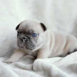 Adopt a dog:French Bulldogs - Blue Tan, Blue Cream, Blue Fawn/French Bulldog/Both/Younger Than Six Months,Purebred French BulldogsThe time has come to start looking for our babies forever home