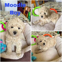 Adopt a dog:Moodle Puppies DNA Clear, Companion, Therapy or Family Dogs/Poodle (Toy)/Both/Younger Than Six Months,*Small Toy Size*Happy and Playful*Gentle and Loving*Great with Children and other pets*Moodles are a Family favourite.*Perfect for Therapy or Support roles* Intelligent and willing to pleaseSuper Cute fluffy "Teady Bear" Moodles2nd Generation, Mum is Toy Poodle and Dad is a tiny Toy Moodle.Both parents are small weighing just 3 -4kgs.1 Black Boy with white chest & chin $15001 Cream Boy as cute as can be! $18001 Black Girl with tiny white chin $18001 Black Girl with white chest & chin $1800Our puppies are raised with love and cuddles and all the activity of a happy home.Puppies Breezed through their health checks, they are wormed, microchipped and VaccinatedPlease be sure you are ready for a puppy BEFORE YOU ENQUIRE, home and yard suitable and you have discussed with family OR LANDLORD first.We are in Queensland near Ipswich if you would like to meet and collect your Puppy, delivery or transport can also be arranged if you are not local to Brisbane / Ipswich.Full Breeders support and information provided.Puppies come with a Puppy Welcome Pack including sample of food, treats, Vaccination record, a favorite toy etc.Available from 17/08/24Sandy ******4416 REVEAL_DETAILS Registered Queensland BreederBIN 0004082092852