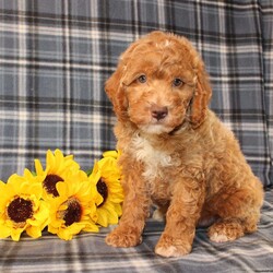 Goofy Moyen/Standard Poodle									Puppy/Male	/8 Weeks,Meet this super adorable AKC Moyen Poodle puppy who is started on potty training! This little cutie would make the perfect addition to a loving and responsible home seeking a well socialized Moyen Poodle! With an expected adult weight of 22lbs this little cutie will be a medium sized Poodle who is easy to take everywhere and not as fragile or framey as their Toy/Mini or Standard counterparts! 