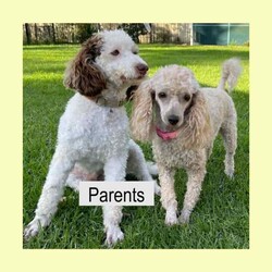 Pure-Bred Miniature Poodle Puppies - DNA clear - Sable and Black/Poodle (Miniature)/Male/Younger Than Six Months,We have 3 beautiful pure-bred boy miniature Poodle puppies available now.One black with a white chin and white stripe down his chest.Two sable in colour with white stripes down their chest. (one pup has a thicker white stripe than the other) - Sable puppies are born black and change colour as they age (up to 2years). The final colour of the pups will be the colour that is currently showing through the black now. They will keep their black ears and tail but the majority of their coat will range from light apricot through to a dusty grey colour – no two are the same.Their parents are miniature poodles. Mum is 33cm tall at the shoulder and weighs around 6.5kgs. Dad is 35cm and weighs about 8.5kgs. Both parents can be viewed in our home at any time.Both parents have been DNA tested and are clear for all of the known miniature poodle diseases.The pups have maintained a strict worming schedule, will have had their first vaccination and will be microchipped at 7 weeks old. They will also come with a written vet health assessment and a 1 year health guarantee per the Responsible Pet Breeders Association requirements.The puppies are raised inside our home and given constant love and attention. They are very friendly and enthusiastic with new people.Being Poodles, they will grow to be active dogs that love their exercise, chasing balls and going for walks. Poodles are known for their intelligence as they learn quickly and easily fit in with your family routine. They have a gentle nature that is suitable for all ages.One thing that sets pure-bred poodles apart is the fact that they are guaranteed to have non-shedding coats. Making them an excellent choice for allergy sufferers or for people who love to have their dog inside but hate the daily hair clean up that comes with it. Because of this, they need regular grooming. It is important their new home understands this and is prepared to keep them well groomed for their health and comfort.For a quick response please text or call Leah on ******** 243 as the gumtree notifications can take some hours to come through. REVEAL_DETAILS 