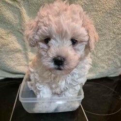 Adopt a dog:Moodle Girls/Poodle (Toy)/Female/Younger Than Six Months,I'm a Moodle Girl born 9th June2024will you take me home with you? I'm a mini size and will be in between 3.5 to 5.5 kg when I'm grown up. I am ready for my forever home! call 0418 73 11 42 I will love and kiss you and stay by your side , I'm smart, funny, loyal and cuddly. If you look into my eyes, I will steal your heart. I will be your companion and watch over you. I be ready to join you by the 5th of August.so if you are interested; call. *******1142 REVEAL_DETAILS Yes I am a Moodle! Both my parents are Moodles also my grandparents. I am Immunised , health checked , regularly wormed and micro chipped. It is documented on my Pet-passport.My breed is designed by a Poodle and Maltese. I don't shed Hair! Dirt only sticks to me if am wet and it falls of me when I'm dry..I be ready to join you by the 5th of August. so if you are interested; call. *******1142 REVEAL_DETAILS 