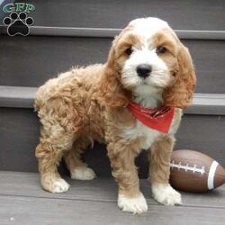 Finley/Cockapoo									Puppy/Male	/8 Weeks,Prepare to fall in love!!!  My name is Finley  and I’m the sweetest little F1 cockapoo and I would love to come home with you!!!! One look into my warm, loving eyes and at my silky soft coat and I’ll be sure to have captured your heart already! I’m very happy, playful and very kid friendly and I would love to fill your home with all my puppy love!! I am full of personality, and ready for adventures! I stand out way above the rest with my one of a kind red and white colored coat !!… I have been vet checked head to tail, microchipped and I am up to date on all vaccinations and dewormings . I come with a 1-year guarantee with the option of extending it to a 3-year guarantee and shipping is available! My mother is our sweet Mia, an AKC 24#chocolate cocker spaniel with a heart of gold and my father is our beautiful Atlas, a 16# AKC red abstract mini poodle and he has been  genetically tested clear!  I will grow to approx. 18-21# and I will be hypoallergenic and nonshedding! !!… Why wait when you know I’m the one for you? Call or text Martha to make me the newest addition to your family and get ready to spend a lifetime of tail wagging fun with me! (7% sales tax on in home pickups) 