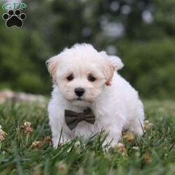 Maverick/Maltipoo									Puppy/Male	/7 Weeks,Maverick is the sweetest baby F1b Maltipoo around! With his expressive face and twinkling puppy dog eyes, he is used to getting his way:) This little sweetheart has us all wrapped around his little paw. A soft, silky coat and rambunctious personality are just a few of his winning qualities. Highly trainable, focused, and extremely adorable, the Maltipoo was built for family life. If you are looking for a dog that will keep up with the fast-paced and ever-changing schedule of a family with kids, this is the perfect match. We socialize our pups from the moment they are born so that they join new homes with a confident and adaptable demeanor!