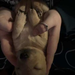 mini Cavoodle X mini Dachshund /Cavoodle/Male/Younger Than Six Months,mini Cavoodle X mini dachshund puppies ready to find their forever family’s 