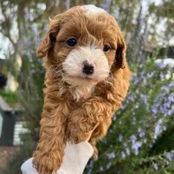 Adopt a dog:F1B Toy Cavoodles/Cavoodle/Both/Younger Than Six Months,We have 3 beautiful F1B Cavoodle Puppies left to head to their perfect forever homes.DNA Clear and HypoallergenicOur little puppies will be ready from the 11th August 2024 (8 weeks old).They will come vaccinated (1st vacc), wormed every 2 weeks of age, microchipped, a VET checked. To help with adjustment we also include a puppy pack which contains a foldable crate (so great for transport to the vet for further vaccinations and sleeping in!), feeding starter pack (Royal Canin dry food and wet food), puppy pads, worming tablets and puppy bowl.Our puppies have begun their toilet training and are champions at it. We will help you with some advice to keep this up in their new home. However, keeping in mind its a new adjustment and they are only little so they may slip up at times. All of Our Puppies are Clear from all of Genetic Diseases with Mum and Dad clear (Oviat testing).Dad is purebred Ruby Red Toy Poodle 5kg, and Mum is F1 Cavoodle 6.5 kgBoth parents are loving with a great temperament. They have been raised in our family home, surrounded by our young children and also other animals (other dogs cats and birds!).Male (small white marking on his chest)Females (White markings on face, no white markings)DOB: 16/06/2024SERIOUS ENQUIRIES ONLY