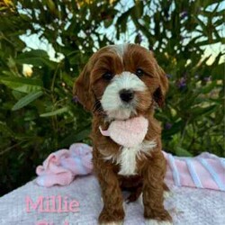Adopt a dog:Sweet /Cavoodle/Both/Younger Than Six Months,We have 3 pretty girls and 1 handsome boy, looking for their forever homes, they have the most gorgeous coat and beautiful temperament. These sweethearts are READY NOW.These puppies are 1st Generation Cavoodle’s (Cavalier King Charles Spaniel x Mini Poodle). Puppies parents are both approximately 9kgs they are sweet natured family pets, DNA tested with Orivet.Our Puppies come✔️Vaccinated✔️Microchipped✔️Vet Checked✔️Wormed regularly✔️tick and flea treated with nexgard spectra6 weeks complimentary pet insurance and a blanket with mum scent to help settle i