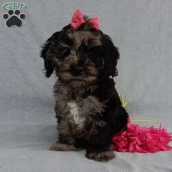 Molly/Cockapoo									Puppy/Female	/8 Weeks,Prepare to fall in love!!!  My name is Molly and I’m the sweetest little F1 cockapoo and I would love to come home with you!!!! One look into my warm, loving eyes and at my silky soft coat and I’ll be sure to have captured your heart already! I’m very happy, playful and very kid friendly and I would love to fill your home with all my puppy love!! I am full of personality, and ready for adventures! I stand out way above the rest with my beautifully marked blue merle coat !!… I have been vet checked head to tail, microchipped and I am up to date on all vaccinations and dewormings . I come with a 1-year guarantee with the option of extending it to a 3-year guarantee and shipping is available! My mother is our sweet Charlotte, a 24# black phantom cocker spaniel with a heart of gold and my father is our beautiful Nimbo, a 13# chocolate merle mini poodle and he has been  genetically tested clear!  I will grow to approx. 17-20# and I will be hypoallergenic and nonshedding! !!… Why wait when you know I’m the one for you? Call or text Martha to make me the newest addition to your family and get ready to spend a lifetime of tail wagging fun with me! (7% sales tax on in home pickups) 