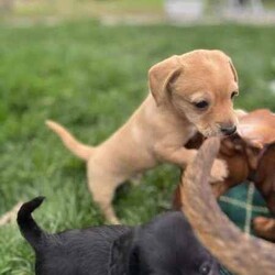 mini Cavoodle X mini Dachshund /Cavoodle/Male/Younger Than Six Months,mini Cavoodle X mini dachshund puppies ready to find their forever family’s 