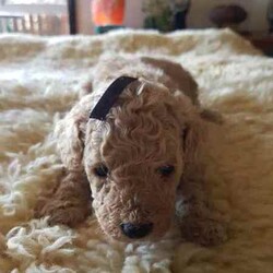 Toy Poodle/Poodle (Toy)/Female/Younger Than Six Months,Hey Guys,*We have these gorgeous pure bred Toy Poodles available and ready to go to their fur ever homes from Friday 30th August 2024, when they are 8 weeks of age. Below you will find their colors and next to that will be details about each puppy available.*Our Toy Poodles are very loyal, affectionate, intelligent and a low to non-shedding Breed. They are raised in our home and are socialized with our farming animals. They are also socialized with many other things and with adults of all needs and little humans such as our grandkids, so they know the sounds of little pitter patters, around our home.ABOUT THE PARENTS:Our Toy poodles have pure bred parents and both parents are DNA checked for medical diseases and cleared.-mum is a black with some parti white color toy poodle.-Dad is a light-colored apricot toy poodle.Both have amazing, friendly temperaments.WHAT COMES WITH OUR FURBABIES?-Puppy pamper kit which consists of. (comfort bed or pet carrier, Twin bowl, collar, Teething ring, Grooming mitt, harness and lead, Toothbrush)-Bag of treats-food recipe-Birth certificate-A professional breeder's information package-Socialization certificate & progress nots. (All our puppies are put through a socialization course and its recorded-on paper.)- Up to date vaccinations, Microchipping (TBA)-Up to date worming, flea, tick, and heart worm treatment (this is age based)-visit to our vet to ensure they leave us in perfect health.-Details about your puppies needs, including diet, exercise, worming and vaccinations.DELIVERY OR PICKUP:-We offer free delivery up to 2 hrs. from our home.-We can arrange delivery by road through dog movers at buyer's expense.-You are more than welcome to pick your puppy up from our home in Oberon, where you can meet the parents.-We can deliver to your home address though we do charge extra, and costing depends on where you live.*If you chose to purchase a puppy from us here at Exclusive Puppies, you would have the assurance you are buying a puppy from vet audited premises, not a puppy farm. Also, a breed that conforms with Breeder's code of practice.-Exclusive Puppies is a registered business (ABN can be produced when asked for)-Exclusive Puppies is a registered with NSW Pet Registry BIN: B000624151-Responsible Pet Breeder's Association: RPBA NO: 3327PUPPIES AVAILABLE AND THEIR COLORS BELOWBlack Ribbon: Male Apricot $1200 AVAILABLEBlue Ribbon: Male Light-Apricot $1200 AVAILABLENo Ribbon: Male Apricot/white $1200 AVAILABLENo Ribbon: Female Black with white under neck $1500 AVAILABLEIf you wish to purchase or want to know how to secure 1 of our puppies, then please do not hesitate to call Teena on ******2059 and make sure you quote the ribbon color of the puppy you are interested in, and I can tell you all about that puppy's personality. their nature and about the parents. REVEAL_DETAILS REVIEWSYou can read our reviews on our website or our Facebook page with past and present customers chatting away. Plus, view photos of past and presents litters or Individual puppies grown up. If you do purchase 1 of our puppies you can view them on our Facebook page weekly and watch them grow till, they leave our home.Thank you for viewing our add, we look forward to chatting with you.Kind regardsTeenaExclusive Puppies.