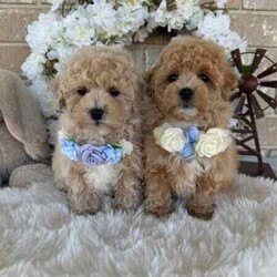 Adopt a dog:Sweetheart /Bichon Frise/Male/Younger Than Six Months,Beautiful Toy Apricot and Cream male Bichoodle puppies READY NOW for their forever families.These sweet puppies are raised with children, with hypoallergenic non shedding curly coats, making them ideal family members.Mum is a pure breed Bichon Frise (6kgs) and dad is a pure breed toy poodle (3.5kgs) both mum and dad are sweet natured family pets, DNA tested with Orivet. Our Puppies come
