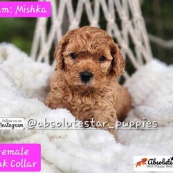 Adopt a dog:6 Beautiful F1B Toy Cavoodle Puppies (4 Males and 1 Female) DNA Clear!//Both/Younger Than Six Months,We have 6 beautiful F1B Cavoodle Puppies From our family dogs, They will be ready on 27th August 2024 (8 weeks old) for their forever homes.They will come Vaccinated, wormed every 2 weeks of age, microchipped, a VET checked, a puppy pack, and 4 Weeks Trupanion Puppy Insurance, and Puppy Birth Certificate.They will be 75% Potty Trained as 25% is depending on how you continue the training. All of Our Puppies are Clear from all of Genetic Diseases.Dad is Apricot Toy Poodle 5kg, and Mum is F1 Cavoodle 6.5 kgThe Parents are loving, loyal with a great temperament and raised in our family home and brought up with children.The parents and puppies are ready to be viewed for a visit or through whatsapp video call.Males (Blue, Green, Orange, Yellow and Red (SOLD) Collar)Females (Pink Collar)We are located near North Richmond, NSWDOB: 02/07/2024We will update of our puppies on Instagram.www.instagram.com/absolutestar_puppies/Fur and Family First Breeder#DS278554