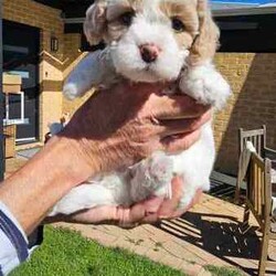 Adopt a dog:Stunning Schmoodle X Bichon Frise Puppies/Bichon Frise/Female/Younger Than Six Months,Shmoodle X Bichon FriseBorn 1/7/24 stunning markings in this litter of 5 girls and 2 boys.Mum is a Shmoodle (red markings on ears and body) and dad is a pure Bichon Frise (pure white).Hypoallergenic, non shedding puppies with red and fawn patches.Raised in a family home with dogs, cats and birds. Well socialised and handled, very playful and cuddly My best litter yet.Puppies have been wormed every 2 weeks, eating and drinking wellWill be microchipped, vet checked and have first vaccination when 8 weeks old. Currently 5 weeks old. Will come with a puppy pack (food, toys etc).Will only respond to text messages or phone calls. Thank you