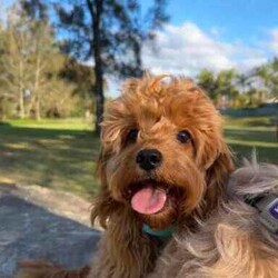 Adopt a dog:5 cavoodle puppies/Cavoodle/Female/Younger Than Six Months,.Swipe to see the last of this seasons Toy Ruby Cavoodles F1. Remember pictures always look bigger! These guys are true Toy Cavoodles! Bred with a TOY Poodle