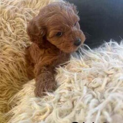 Adopt a dog:5 cavoodle puppies/Cavoodle/Female/Younger Than Six Months,.Swipe to see the last of this seasons Toy Ruby Cavoodles F1. Remember pictures always look bigger! These guys are true Toy Cavoodles! Bred with a TOY Poodle