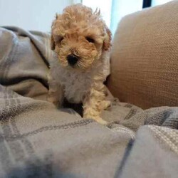 Toy Poodle Puppies (Adorable & Non Shedding)/Poodle (Toy)/Male/Younger Than Six Months,Adorable 3 male toy poodle puppies for sale from 2 toy poodle parents.Mother - red & white toy poodle (DNA cleared from parentage)Father - red toy poodle (DNA tested and clear)1 boy - brown & white (white muzzle)1 boy - red & white (partial liver colour nose)1 boy - cream & whiteAll 3 gorgeous boys born 6.6.24 and ready to go from 1 August 2024 (8 weeks). Vaccinated and microchipped and wormed.These are fantastic pets for families, elderly and for anyone that has allergies. Non shedding coat by genetics and very intelligent. They will grow to be about 3.5-4.5 kg.These little bundles of joy will love to find a loving home and are socialised with our other (unrelated) adult dog too.Serious buyers only. Please send me a message or text.