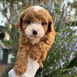 Adopt a dog:F1B Toy Cavoodles/Cavoodle/Both/Younger Than Six Months,We have 3 beautiful F1B Cavoodle Puppies left to head to their perfect forever homes.DNA Clear and HypoallergenicOur little puppies will be ready from the 11th August 2024 (8 weeks old).They will come vaccinated (1st vacc), wormed every 2 weeks of age, microchipped, a VET checked. To help with adjustment we also include a puppy pack which contains a foldable crate (so great for transport to the vet for further vaccinations and sleeping in!), feeding starter pack (Royal Canin dry food and wet food), puppy pads, worming tablets and puppy bowl.Our puppies have begun their toilet training and are champions at it. We will help you with some advice to keep this up in their new home. However, keeping in mind its a new adjustment and they are only little so they may slip up at times. All of Our Puppies are Clear from all of Genetic Diseases with Mum and Dad clear (Oviat testing).Dad is purebred Ruby Red Toy Poodle 5kg, and Mum is F1 Cavoodle 6.5 kgBoth parents are loving with a great temperament. They have been raised in our family home, surrounded by our young children and also other animals (other dogs cats and birds!).Male (small white marking on his chest)Females (White markings on face, no white markings)DOB: 16/06/2024SERIOUS ENQUIRIES ONLY