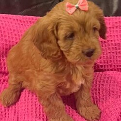 Cuddly Cavoodle Puppies- only 2 boys and 2 girls left /Cavoodle/Both/Younger Than Six Months,Cavoodles make a perfect companion. They are intelligent, affectionate, loyal and are hypoallergenic Your family isn’t complete until you have a Cavoodle.I have 3 boys and two girls left and will be ready for their new homes from next week the 7th of August . Mum and Dad have been DNA tested. Mum weighs 6.5 kg and dad weighs 8.5kg. Puppies will vary from 6kg-10kg when fullygrown. Puppies have been wormed from two weeks every two weeks and they have had their first vaccination , health check and microchipping. They eat high quality kibble , Royal Canin for puppies and will include a small bag to go home with your puppy. A small blanket with scent from mum and the litter will be provided to help transition puppy to their new home.If you are a potential doggy parent who will ensure the puppy needs are met to be healthy and happy, please text or ring on ******** 323 REVEAL_DETAILS 
