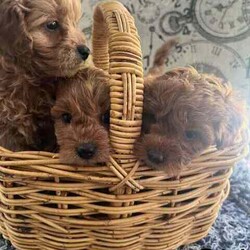 Adopt a dog:5 cavoodle puppies/Cavoodle/Female/Younger Than Six Months,.Swipe to see the last of this seasons Toy Ruby Cavoodles F1. Remember pictures always look bigger! These guys are true Toy Cavoodles! Bred with a TOY Poodle