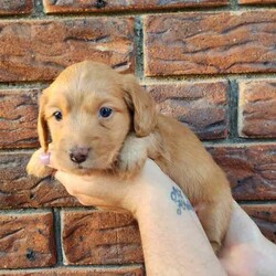 Adopt a dog:Long Haired Miniature Dachshund Puppies/Dachshund/Female/Younger Than Six Months,4 Beautiful Long Haired Minature Dachshund Puppies Looking For Their Forever Homes3 Boys & 1 Girl2 Dapple Boys1 Shaded Cream Boy1 Shaded Cream Girl (SOLD)Puppies Born 30/6/24Ready for their new homes 26/08/24Puppies will be vet checked, microchipped, wormed and vaccinatedPuppies will come with puppy packsblanket with mums scent, toys and puppy foodMum is Long Haired Black and Tan Carrying Cream 5.2kgDad is Long Haired Dapple <5kgFeel free to organise a time to face timeHappy to organise interstate travel also