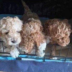 Toy Poodle Puppies (Adorable & Non Shedding)/Poodle (Toy)/Male/Younger Than Six Months,Adorable 3 male toy poodle puppies for sale from 2 toy poodle parents.Mother - red & white toy poodle (DNA cleared from parentage)Father - red toy poodle (DNA tested and clear)1 boy - brown & white (white muzzle)1 boy - red & white (partial liver colour nose)1 boy - cream & whiteAll 3 gorgeous boys born 6.6.24 and ready to go from 1 August 2024 (8 weeks). Vaccinated and microchipped and wormed.These are fantastic pets for families, elderly and for anyone that has allergies. Non shedding coat by genetics and very intelligent. They will grow to be about 3.5-4.5 kg.These little bundles of joy will love to find a loving home and are socialised with our other (unrelated) adult dog too.Serious buyers only. Please send me a message or text.