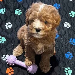 Cuddly Cavoodle Puppies- only 2 boys and 2 girls left /Cavoodle/Both/Younger Than Six Months,Cavoodles make a perfect companion. They are intelligent, affectionate, loyal and are hypoallergenic Your family isn’t complete until you have a Cavoodle.I have 3 boys and two girls left and will be ready for their new homes from next week the 7th of August . Mum and Dad have been DNA tested. Mum weighs 6.5 kg and dad weighs 8.5kg. Puppies will vary from 6kg-10kg when fullygrown. Puppies have been wormed from two weeks every two weeks and they have had their first vaccination , health check and microchipping. They eat high quality kibble , Royal Canin for puppies and will include a small bag to go home with your puppy. A small blanket with scent from mum and the litter will be provided to help transition puppy to their new home.If you are a potential doggy parent who will ensure the puppy needs are met to be healthy and happy, please text or ring on ******** 323 REVEAL_DETAILS 