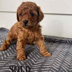 Brown Cavoodle Puppies For Sale/Cavoodle/Male/Younger Than Six Months,6 week old very cute cavoodle puppies3x boys left- Both parents have DNA papers and are cleared of any diseases or imperfections.- The puppies have been microchipped and the first lot of their vaccinations are done.- very playful and full of energy- very cuddly and gentleMessage for more information and for more photos.Very happy to answer any questions you might have.Thanks