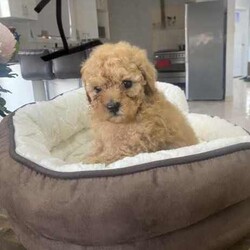 Toy Poodle Puppies for sale! /Cavoodle/Male/Younger Than Six Months,2 First Generation Toy Poodle Puppies for sale!1. Apricot colour - male - born on 01/06/2024.2. Ruby colour with white chest - male - born on 01/06/2024.Puppies are microchipped and have receive their first vaccine.Mum and dad are Toy Poodle.Licensed breeder no: 19207
