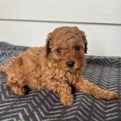 Brown Toy Cavoodle Puppies For Sale/Cavoodle/Male/Younger Than Six Months,7 week old very cute cavoodle puppiesx3 males left- Both parents have DNA papers and are cleared of any diseases or imperfections- The puppies have been microchipped and have had their 6 week vaccinations- Very playful and full of energy- Very cuddly and gentleMessage for more information and more photos.Very happy to answer any questions you may have!Thanks.