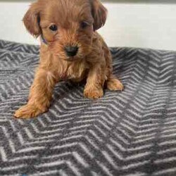 Brown Toy Cavoodle Puppies For Sale/Cavoodle/Male/Younger Than Six Months,7 week old very cute cavoodle puppiesx3 males left- Both parents have DNA papers and are cleared of any diseases or imperfections- The puppies have been microchipped and have had their 6 week vaccinations- Very playful and full of energy- Very cuddly and gentleMessage for more information and more photos.Very happy to answer any questions you may have!Thanks.