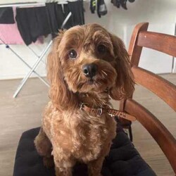 Brown Toy Cavoodle Puppies For Sale/Cavoodle/Male/Younger Than Six Months,7 week old very cute cavoodle puppiesx3 males left- Both parents have DNA papers and are cleared of any diseases or imperfections- The puppies have been microchipped and have had their 6 week vaccinations- Very playful and full of energy- Very cuddly and gentleMessage for more information and more photos.Very happy to answer any questions you may have!Thanks.