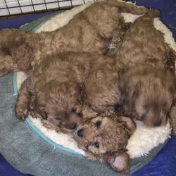 Adopt a dog:Gorgeous Cavoodle Puppies/Cavoodle/Female/Younger Than Six Months,Gorgeous F2 Cavoodles..mum and dad are gorgeous and well suited to therapy temperament..they are also big cavoodles.. mum around 6kgsand dad around 10kg.. so are great for family outings and kids and come with alot less anxiety than the smaller insecure dog breeds..pups will be available after 8wks..taking expression of interests..Archie and Lilly are in home pets and part of the family and pups are raised the same..They are used to cats and and dogs and will be introduced to noises e.g vacuums...tv..people kids so they are without anxiety..they will come vet checked.. vaccinated and wormed..currently wormed every 2 weeks..and are raised on the best of food.. and mum is on a great diet..of chicken vegetables and dry food .. yoghurt to ensure the best milk..A deposit of $200 is required to secure pup..You are more than welcome to come and visit and see pups and mum and dad..we are located in Gulmarrad in Northern nsw..Our Rpba number is 14853Please be certain you are ready for a 15 year commitment to Ur pup as well as training and also Cavoodles are not the kind of dog to be left alone all week.. they are loving and super affectionate and love company..Feel free to call and have a chat.Regard