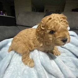 F1B Toy Cavoodles/Cavoodle/Both/Younger Than Six Months,Beautiful F1B Toy Cavoodles3 females ( 1 SOLD) , 1 male.Our puppies are raised in our family home with lots of love and affection so are very socialized.They come Wormed, microchipped & vaccinated.Ready for loving homes this saturday 10/8$2000 ono