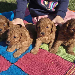 Adopt a dog:Gorgeous Cavoodle Puppies/Cavoodle/Female/Younger Than Six Months,Gorgeous F2 Cavoodles..mum and dad are gorgeous and well suited to therapy temperament..they are also big cavoodles.. mum around 6kgsand dad around 10kg.. so are great for family outings and kids and come with alot less anxiety than the smaller insecure dog breeds..pups will be available after 8wks..taking expression of interests..Archie and Lilly are in home pets and part of the family and pups are raised the same..They are used to cats and and dogs and will be introduced to noises e.g vacuums...tv..people kids so they are without anxiety..they will come vet checked.. vaccinated and wormed..currently wormed every 2 weeks..and are raised on the best of food.. and mum is on a great diet..of chicken vegetables and dry food .. yoghurt to ensure the best milk..A deposit of $200 is required to secure pup..You are more than welcome to come and visit and see pups and mum and dad..we are located in Gulmarrad in Northern nsw..Our Rpba number is 14853Please be certain you are ready for a 15 year commitment to Ur pup as well as training and also Cavoodles are not the kind of dog to be left alone all week.. they are loving and super affectionate and love company..Feel free to call and have a chat.Regard