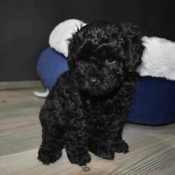 F1B Toy Cavoodles/Cavoodle/Both/Younger Than Six Months,Beautiful F1B Toy Cavoodles3 females ( 1 SOLD) , 1 male.Our puppies are raised in our family home with lots of love and affection so are very socialized.They come Wormed, microchipped & vaccinated.Ready for loving homes this saturday 10/8$2000 ono