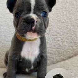 French Bulldog Pups (Purebred) /French Bulldog/Both/Younger Than Six Months,FOR SALEFrench Bulldog PupsColours: Blue/1x Blue Pied4 Female3 MaleCurrently 5 weeks oldReady for homing from the 25th of August, 2024 (8 weeks)Will be microchipped and vaccinatedPrice $2,500 eachLocated in KurrajongFor more info call or text Tara on ******5338 REVEAL_DETAILS 